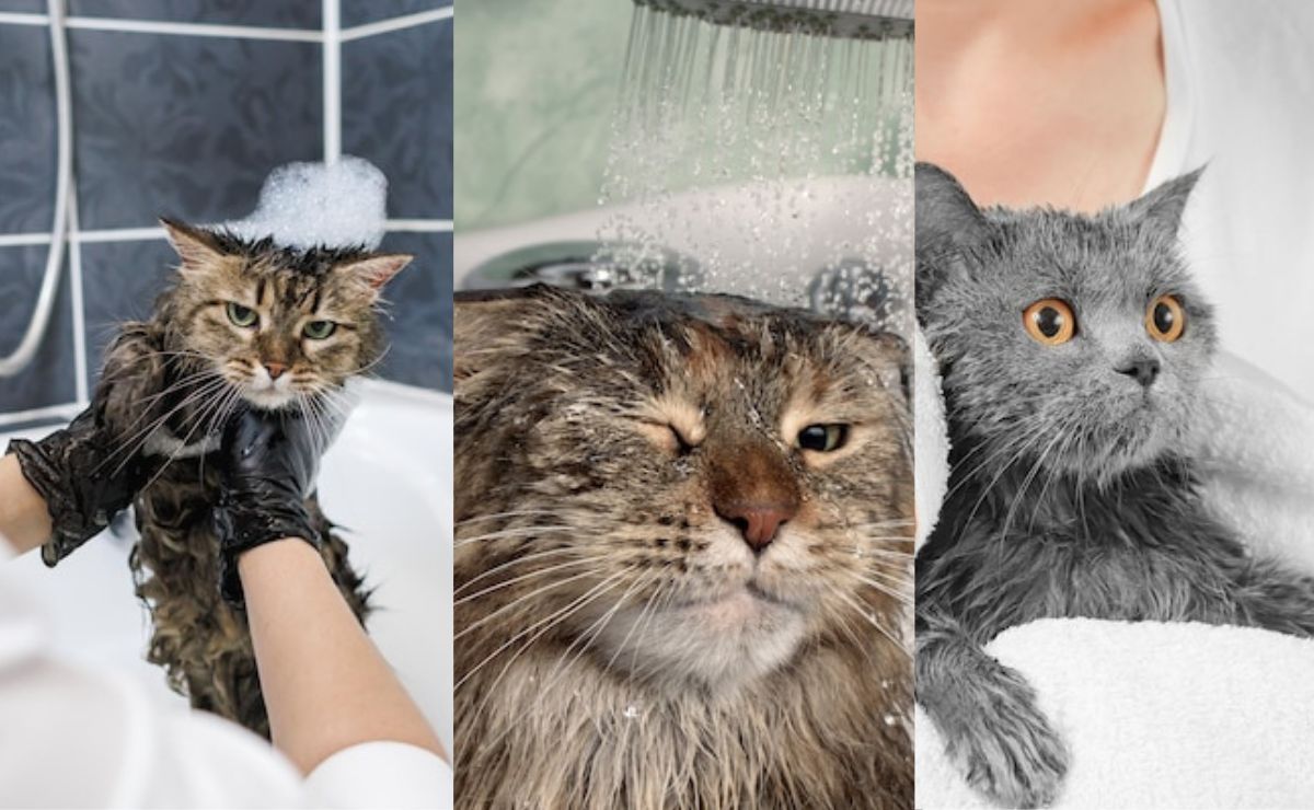 ¿Qué sucede si baño a un gato sin vacunar, según especialistas?