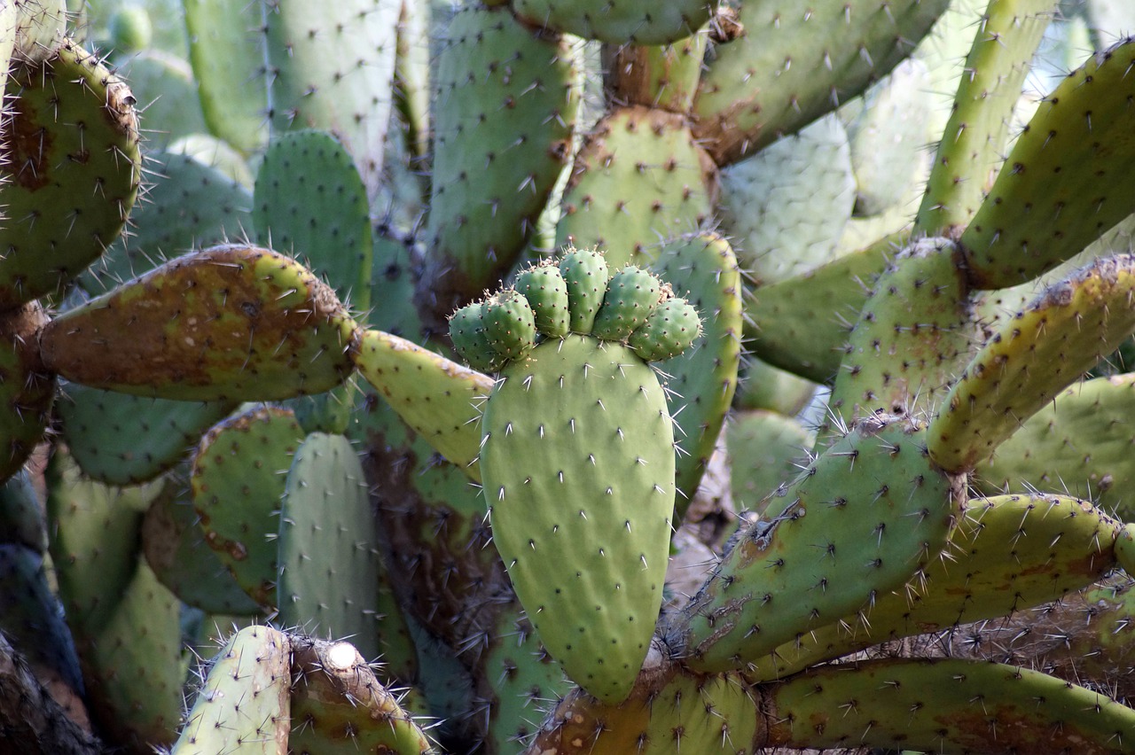 Los beneficios de comer raíz de nopal