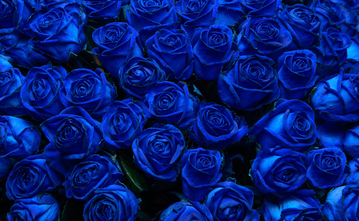 ¿Por qué se regalan flores azules el 3 de octubre a los novios?
