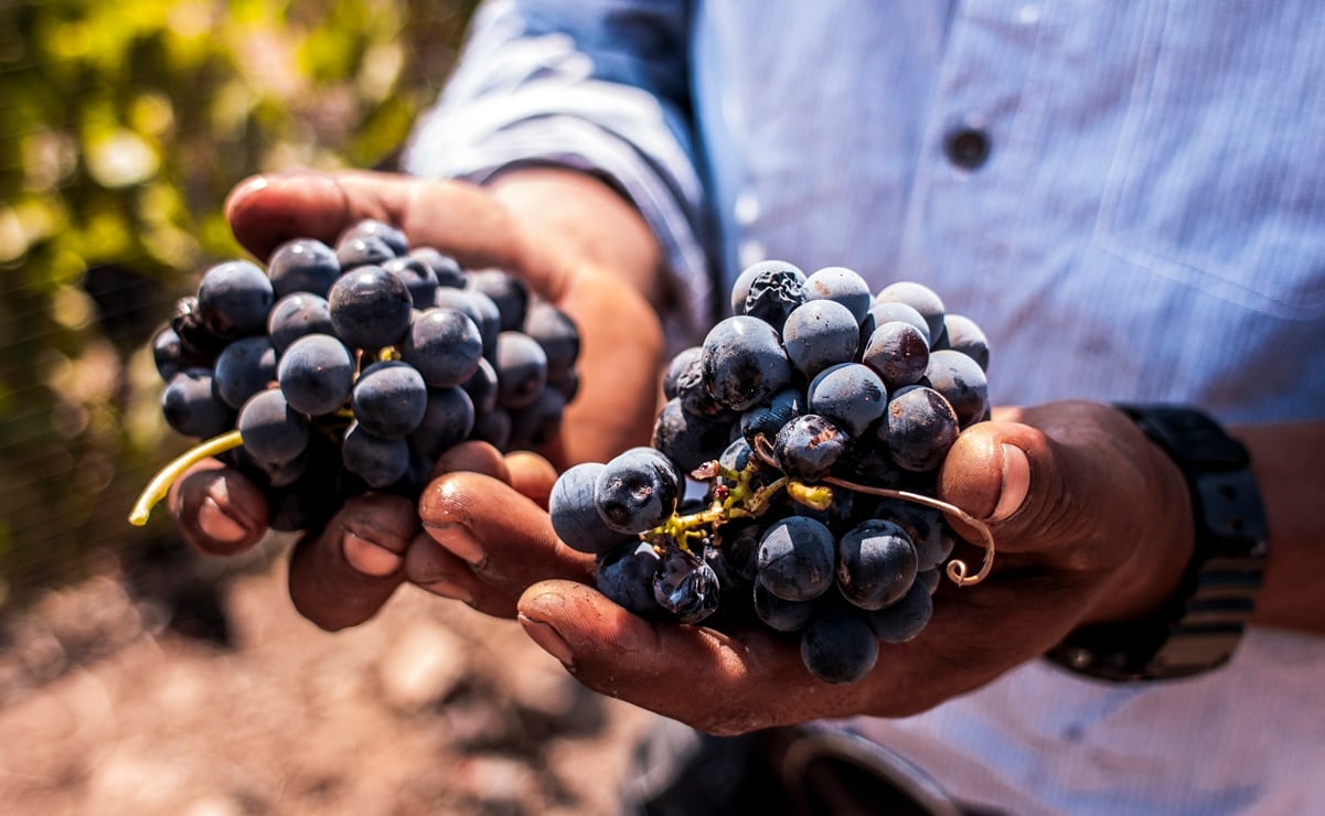 ¿Cómo sobrevivió el vino mexicano ante el Covid-19?