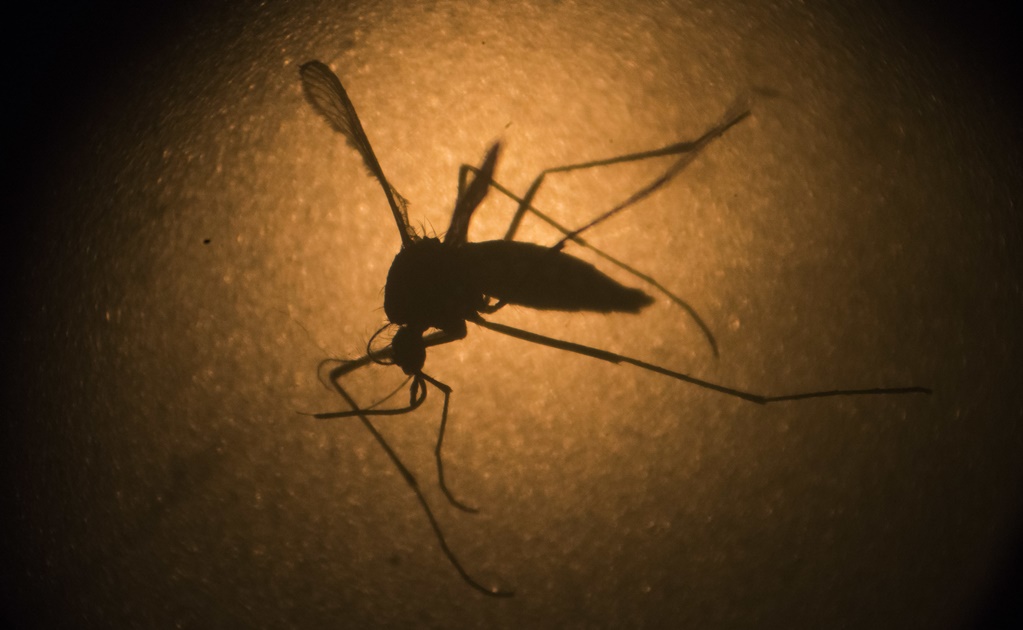 En observación, más de 150 mujeres con posible infección de zika: EU