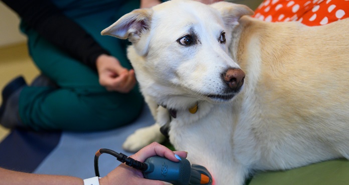 Estadounidenses gastaron más de 72 mil mdd en mascotas en 2018