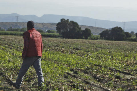 Cultivos en SJR, dañados por lluvia