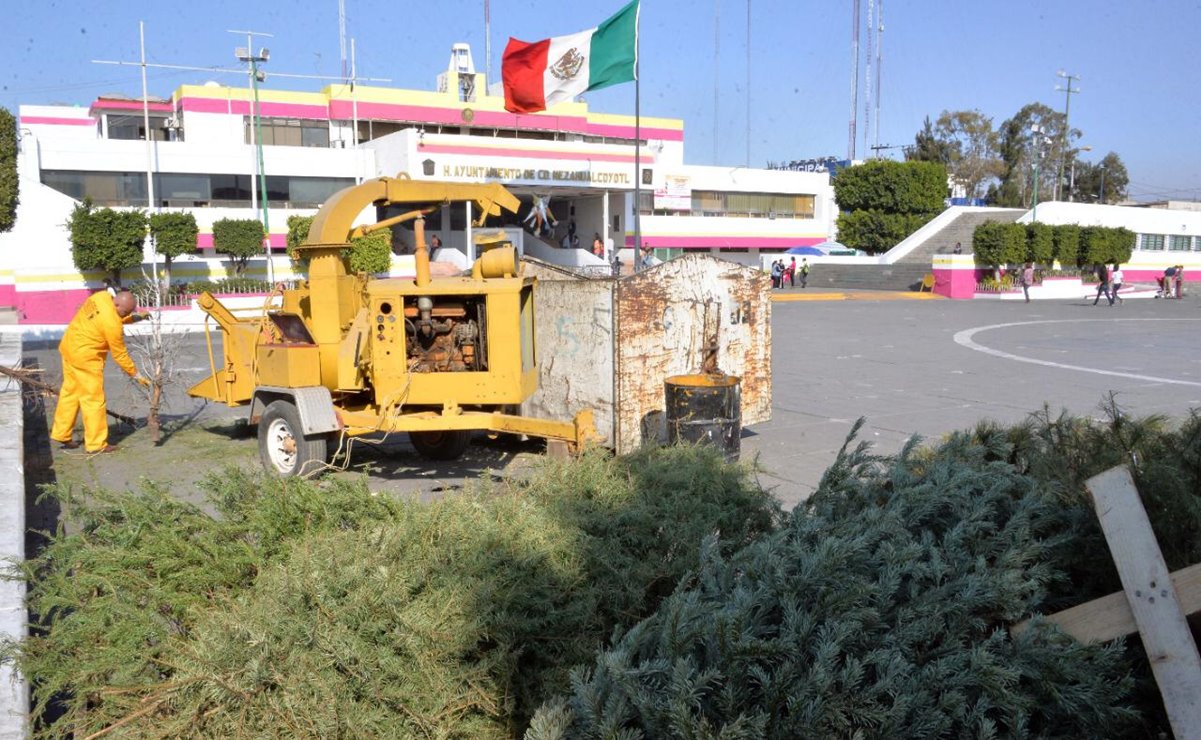 Instalan siete puntos de reciclaje de árboles de Navidad en Neza