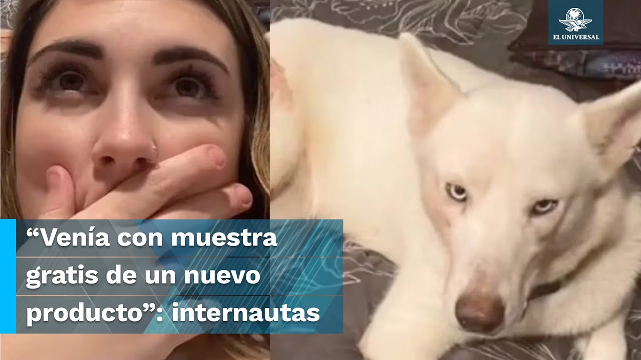 Dos por uno: mujer adopta a perrita y al llegar a casa descubre que ya tenía más 