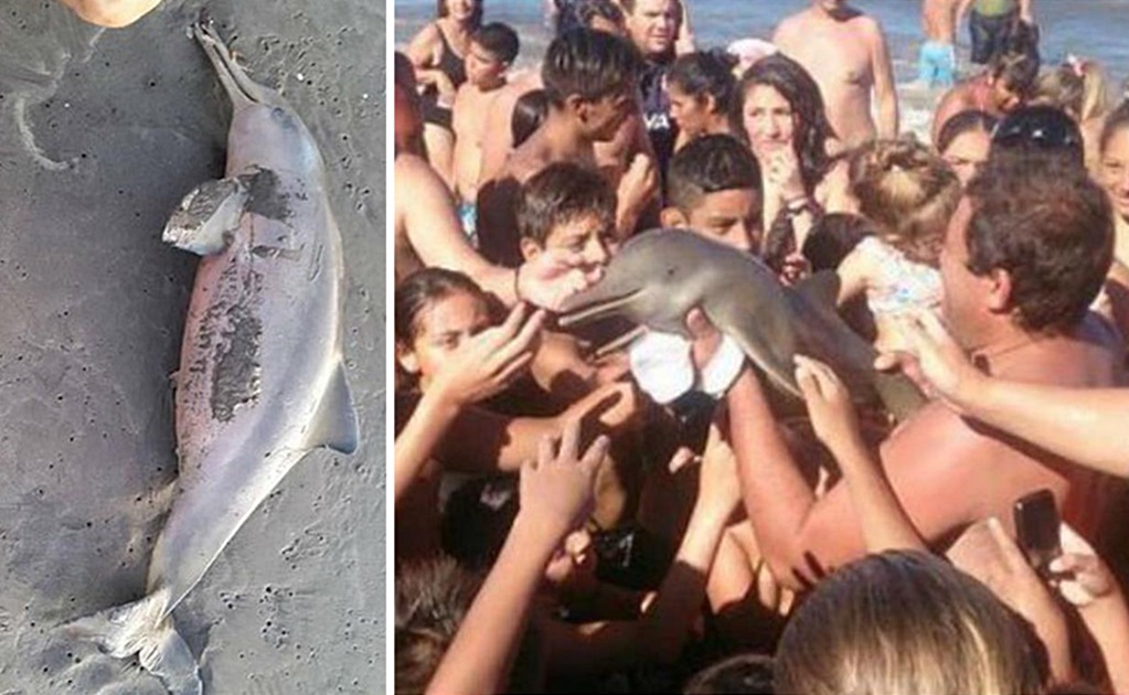 Matan a delfín por sacarlo del mar para tomarse una foto