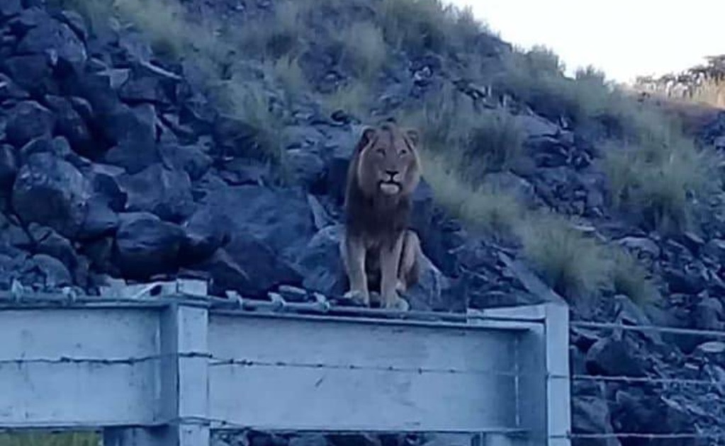 Muere hombre atacado por leones en reserva de Sudáfrica