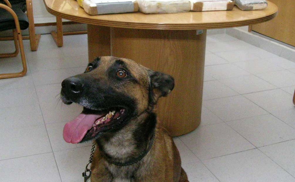 Perro ayuda a localizar más de 600 mil pesos en Veracruz