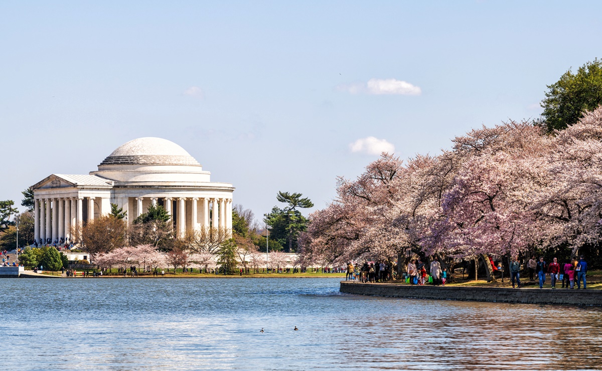 Famosos cerezos de Washington florecerán entre el 23 y el 26 de marzo