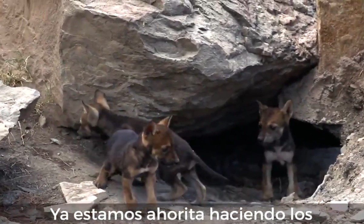 Nacen 8 cachorros del lobo gris mexicano en Coahuila