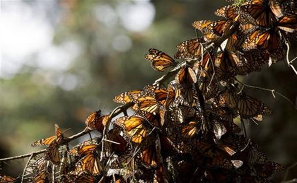 Monarch butterflies survive severe cold snap 