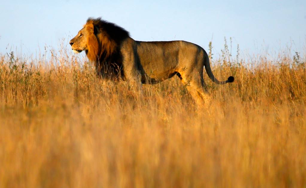 Un cazador terminó devorado por leones en Sudáfrica