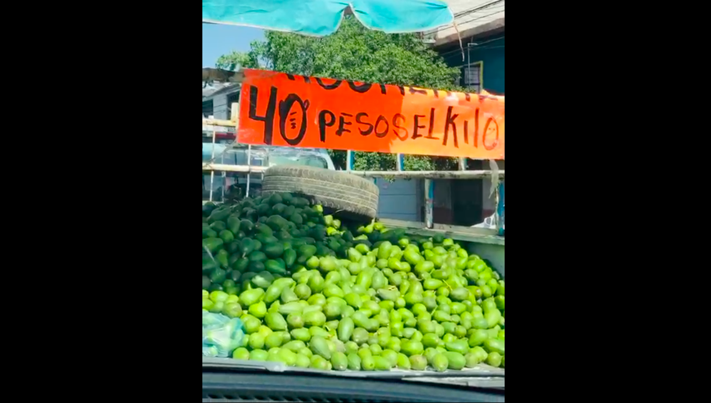 Venden a 40 pesos el kilo de aguacate en Querétaro 