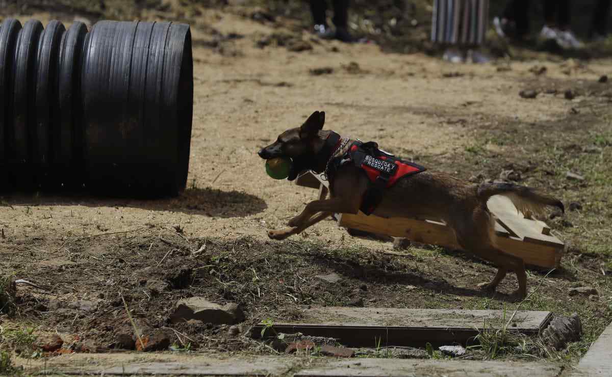 FOTOS: Se gradúan 20 perritos entrenados para búsqueda y rescate en la alcaldía Tlalpan