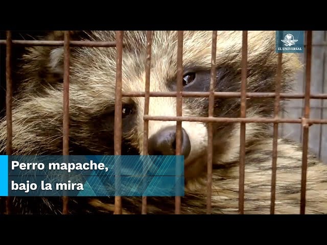 Este es el perro mapache, “sospechoso” en el origen del coronavirus en China