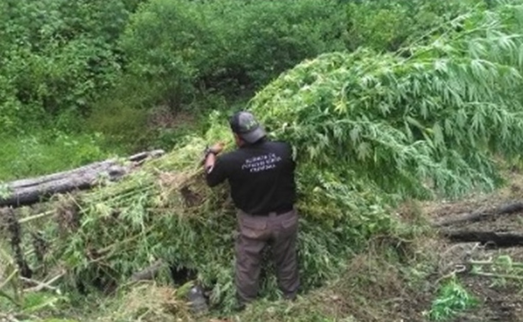 Destruyen seis mil plantas de marihuana en Chiapas