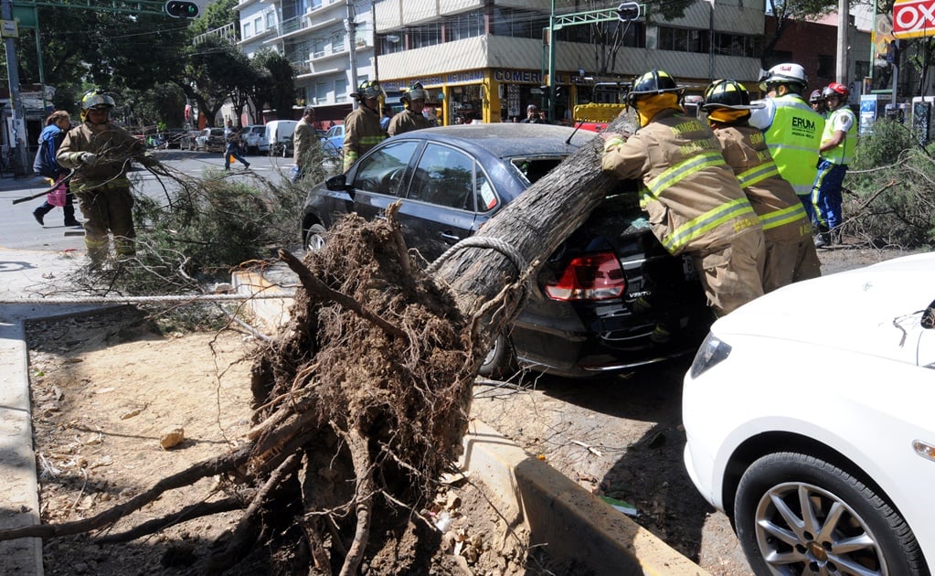 Van 14 árboles y 7 lonas derribadas por vientos en CDMX: Protección Civil