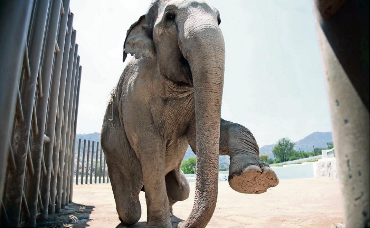 Benny the Asian elephant passes away