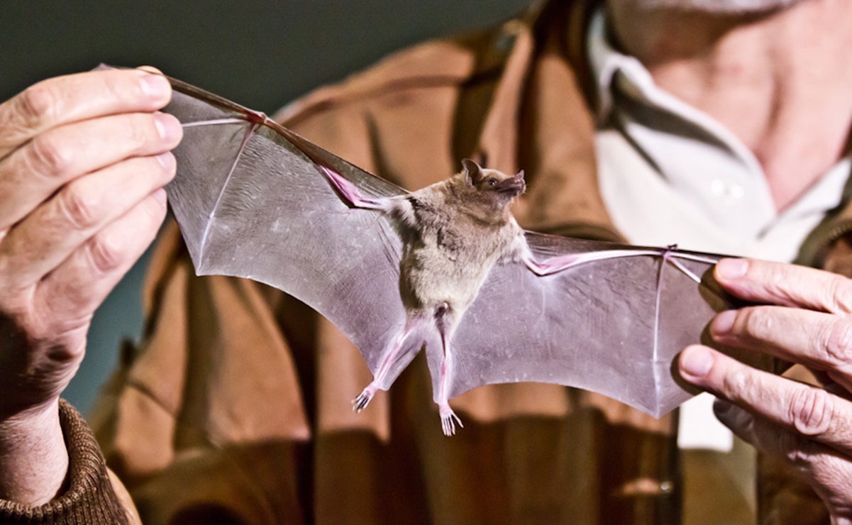 Murciélagos no están vinculados al coronavirus: Expertos de la UNAM