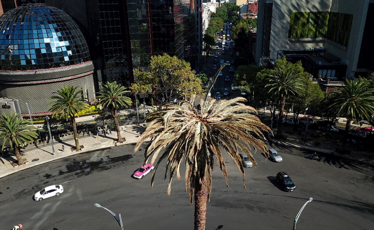 ¿Por qué había una palmera en Reforma? La historia de la Glorieta de la Palma