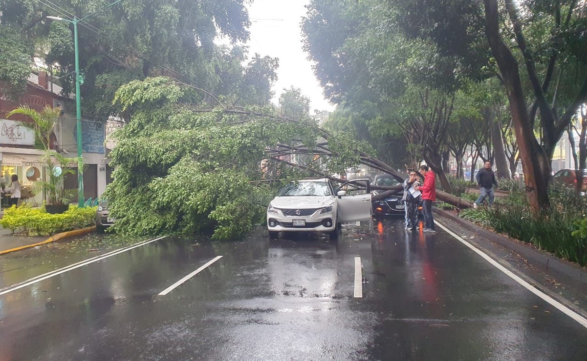 Lluvia y ráfagas de viento tiran árbol de 25 metros de altura en Coyoacán; cae sobre dos vehículos