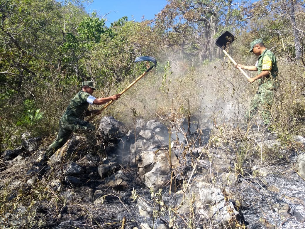 Controlan incendio forestal en Tamaulipas