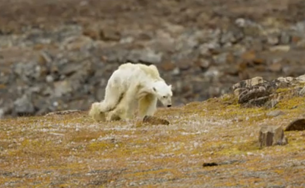 Video muestra la agonía de un oso polar muriendo de hambre en el Ártico