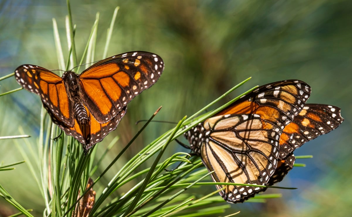 Mariposa monarca entra en la lista roja de especies bajo amenaza de extinción