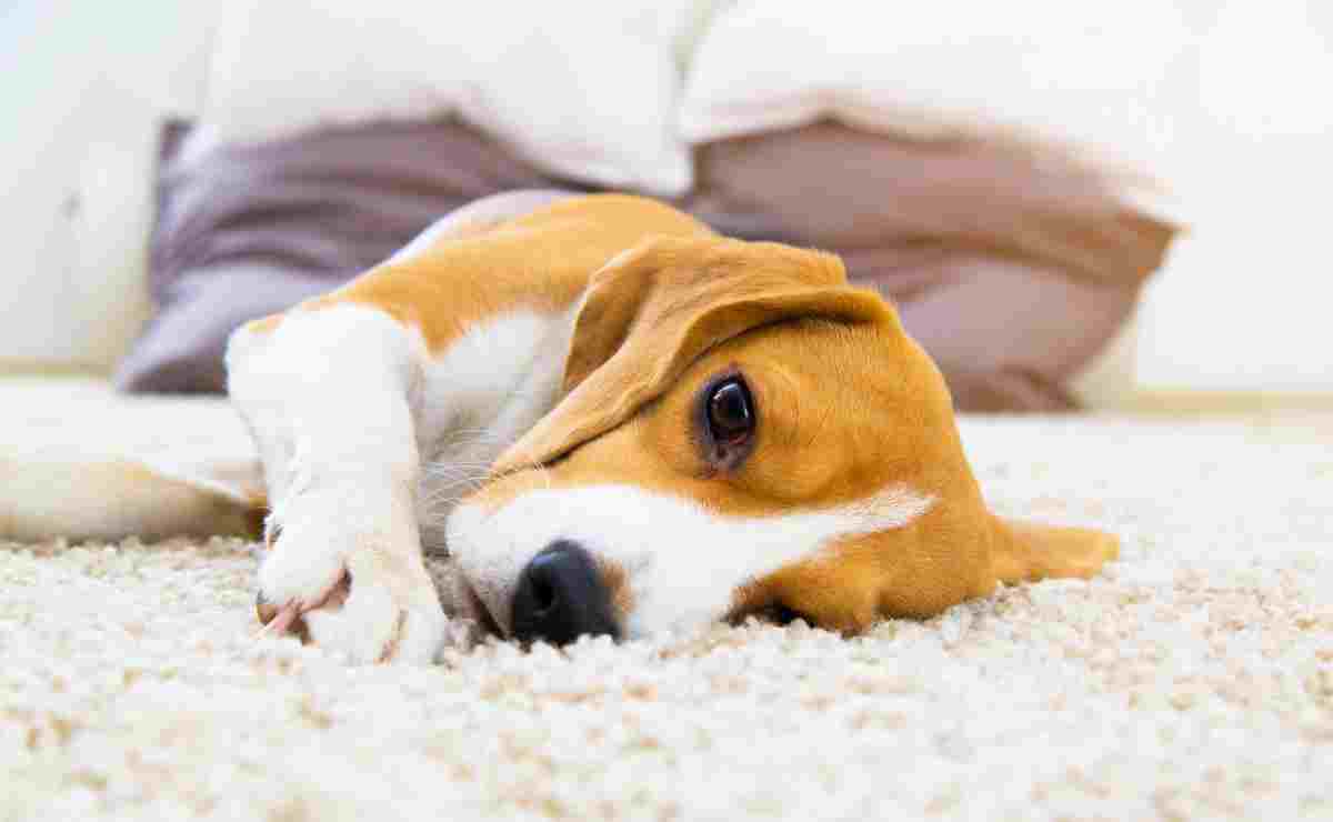 ¿Qué es la influenza canina y por qué está despertando alertas en Estados Unidos?