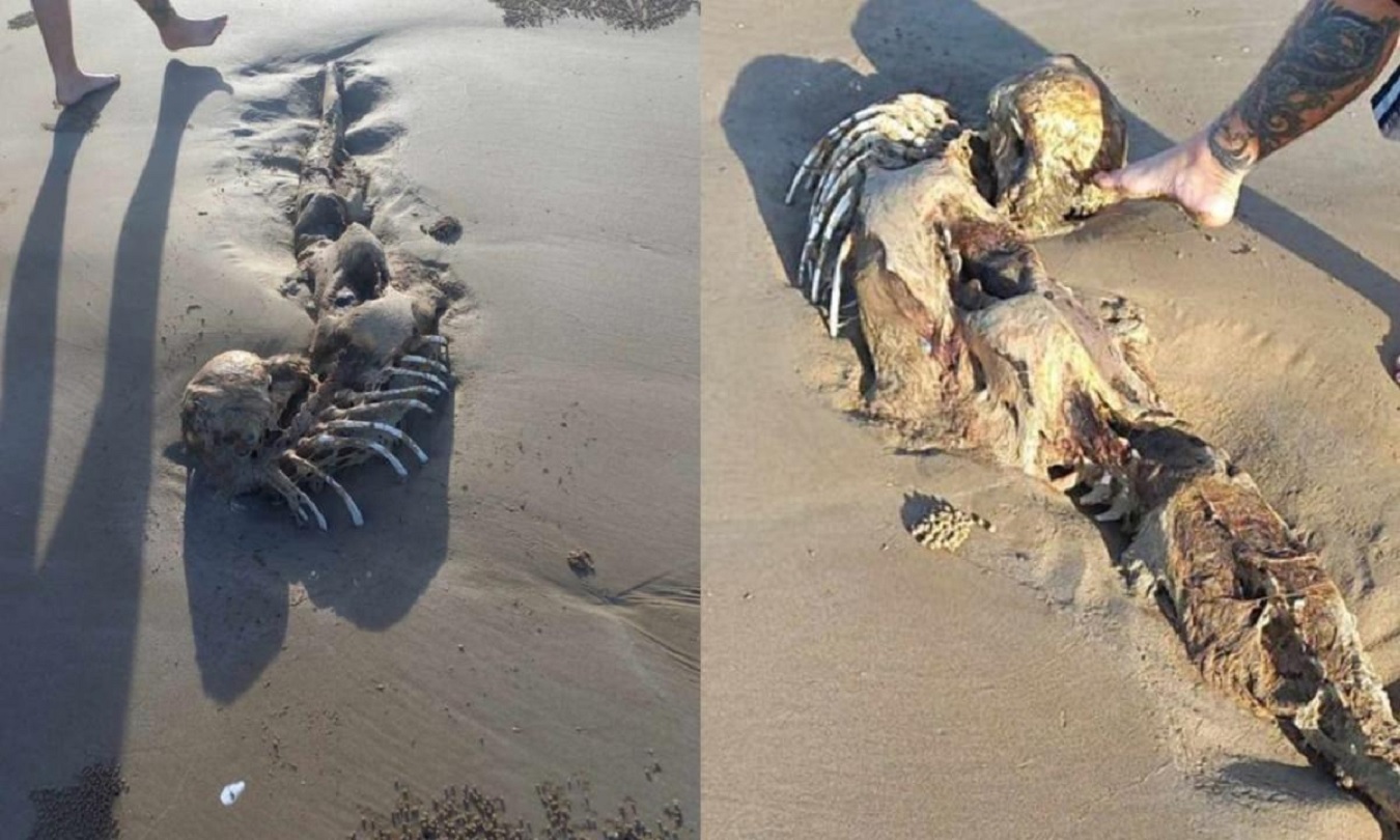 ¿La sirenita? Raro esqueleto encontrado en una playa en Australia desata debate