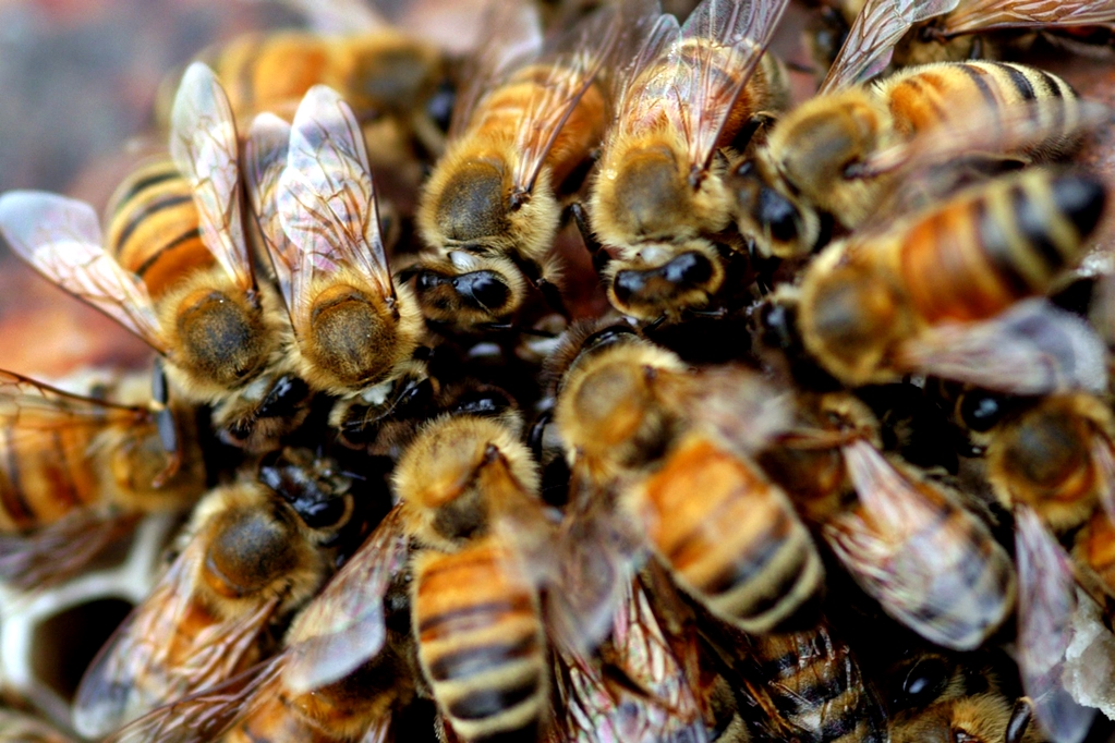 Muere en California un hispano por ataque de más de 300 abejas; utilizó sus últimas fuerzas para salvar al niño que lo acompañaba
