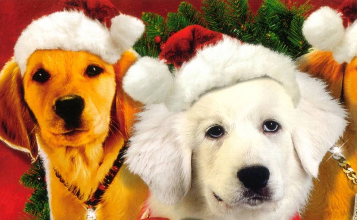 Dónde ver las películas que conjugan la magia de la Navidad con la ternura de los animales 