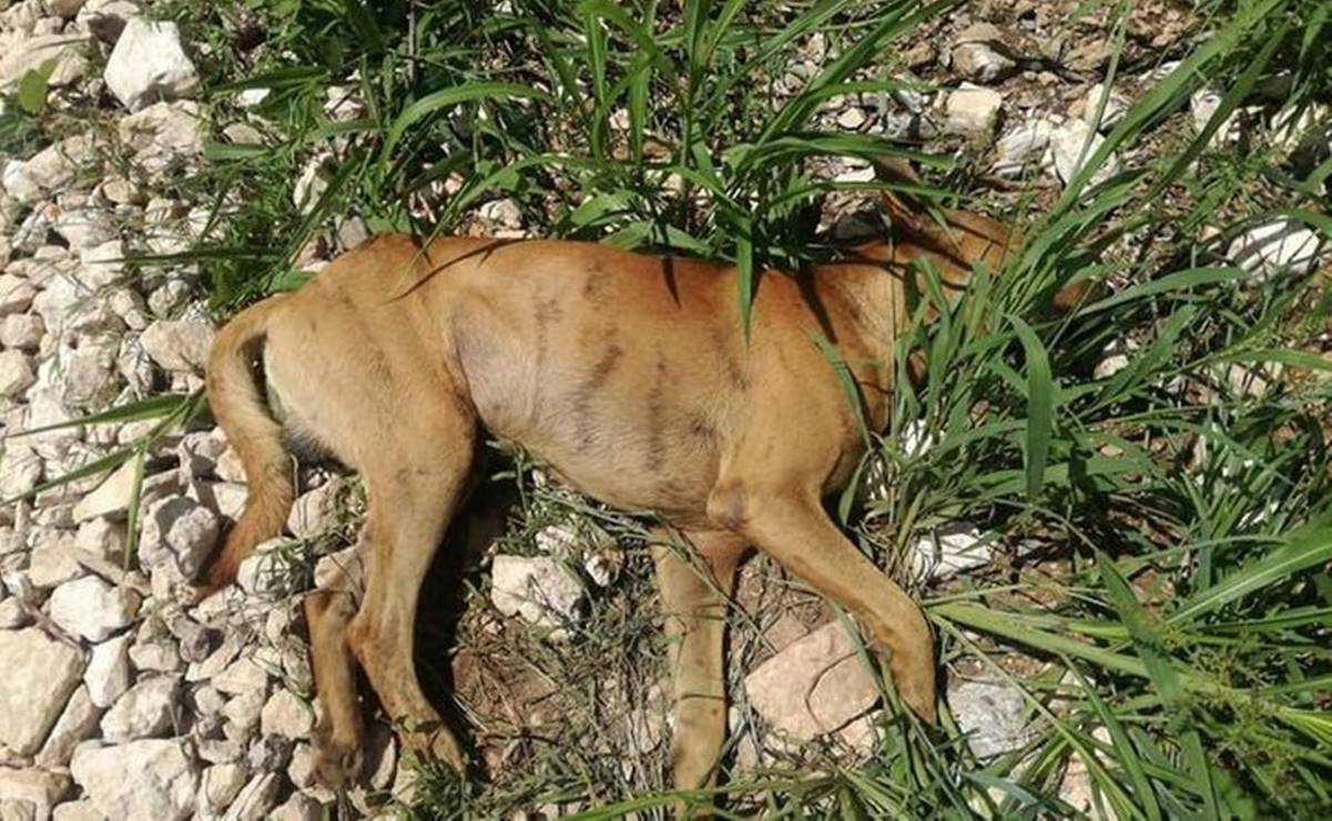 Van en ascenso casos de maltrato animal en Yucatán