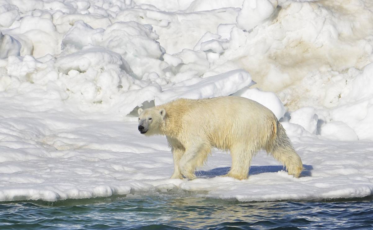 Aumentan casos de canibalismo de osos polares en el Ártico 