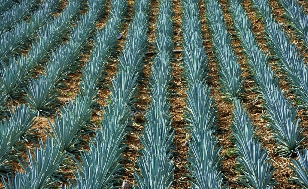 Silk made from agave