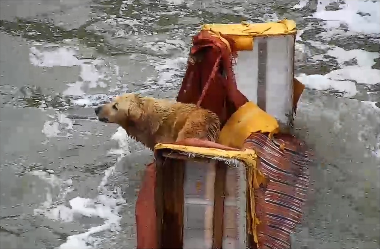 Bomberos rescatan a un perro flotando en un sillón en Naucalpan