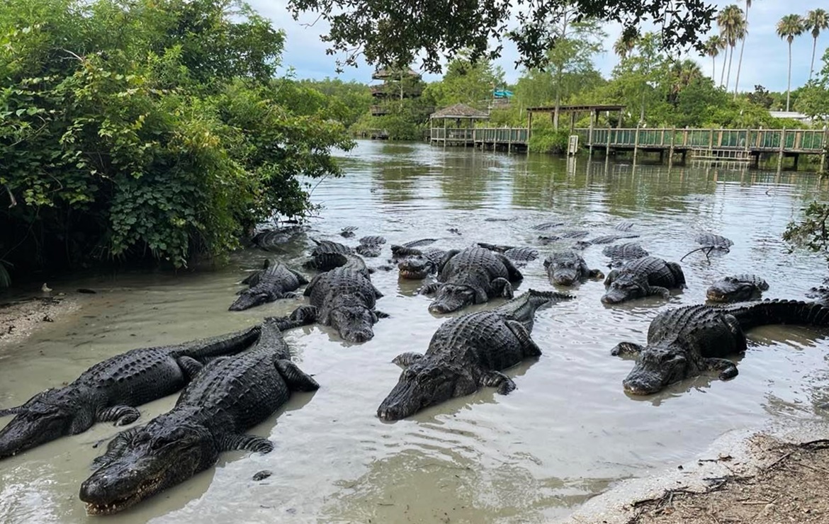 De alimentar cocodrilos a tirolesas "infinitas": la aventura en Gatorland Orlando