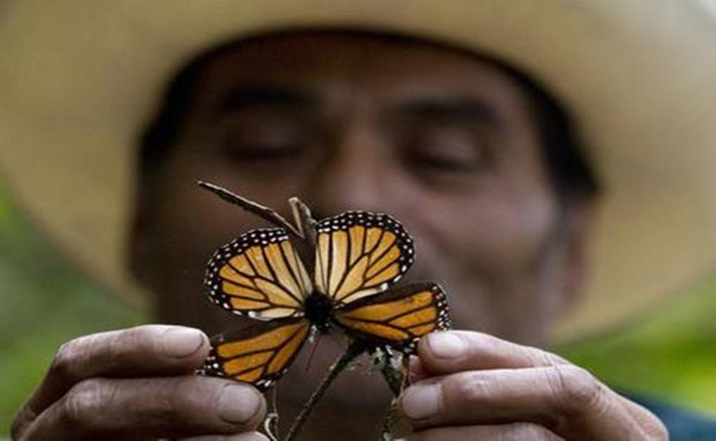 Storms damage trees in Mexican monarch butterfly reserve