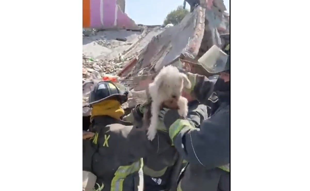 Rescatan a "Rufián", perrito que quedó bajo los escombros tras explosión en colonia Pensil 