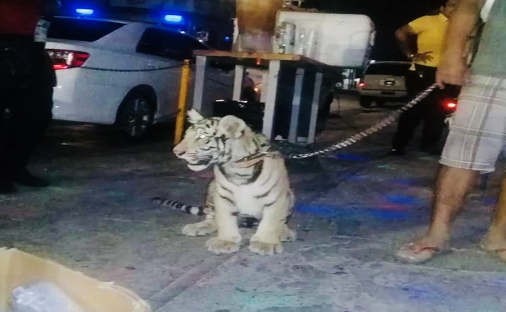 Profepa asegura tigre que su dueño paseaba en Salina Cruz, Oaxaca