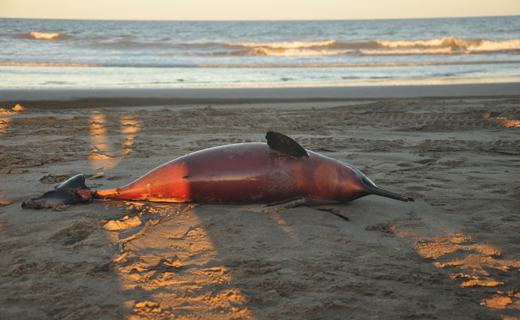Aparecen en Argentina 23 delfines muertos con raras marcas