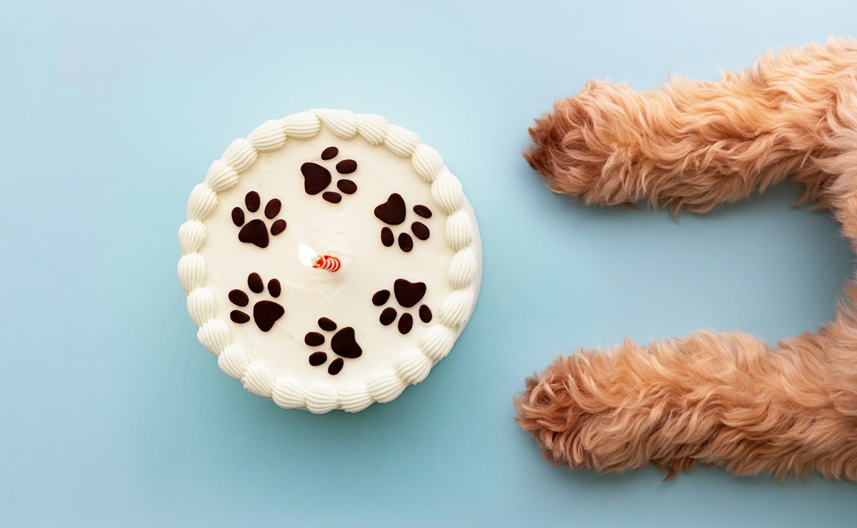 ¿Pueden los perros y los gatos comer pastel y galletas? ¿Les hace daño? Esto dicen los expertos