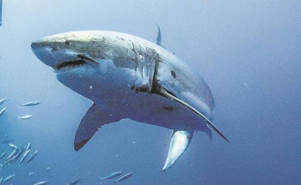 Tiburón ataca a turista estadounidense en playa de Guerrero