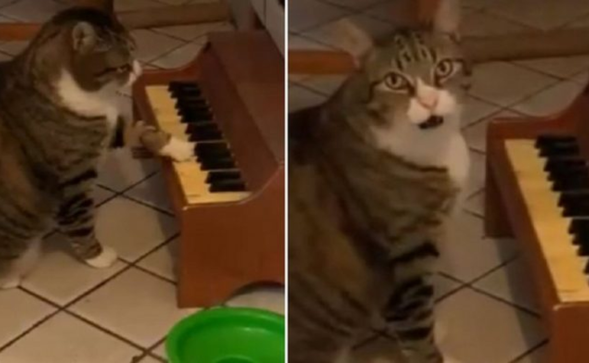 El gato que toca el piano cuando quiere comida se vuelve viral