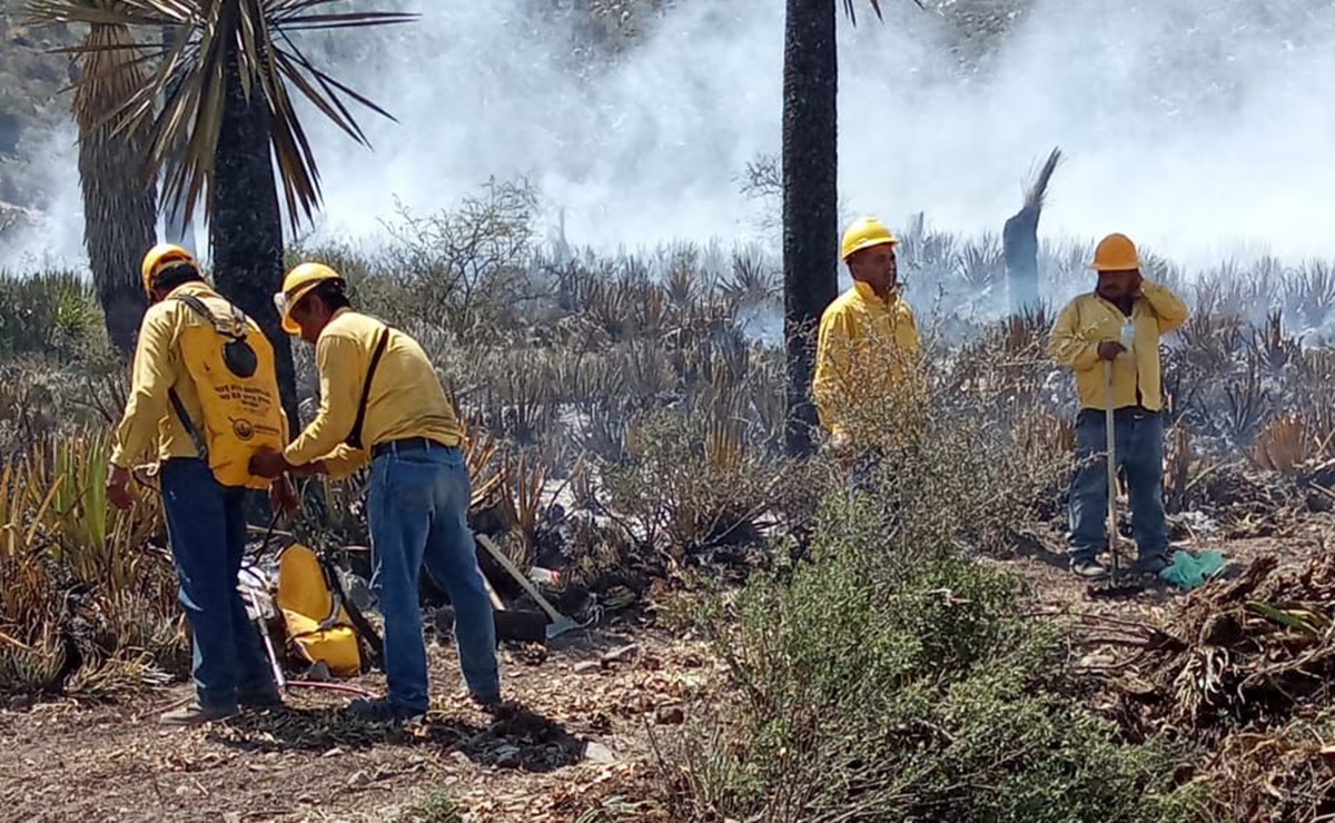 Incendios en Nuevo León consumen 470 hectáreas de vegetación