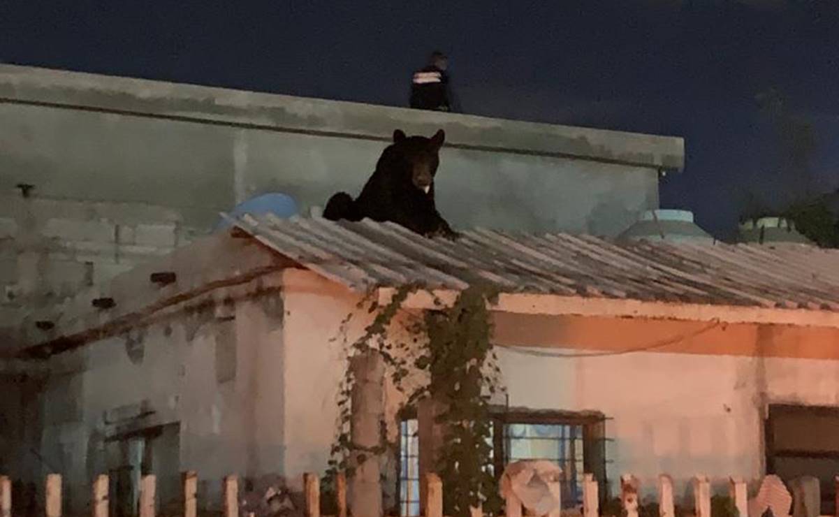 "El Oso de Frontera", rescatan a oso negro que se trepó a una casa en Coahuila
