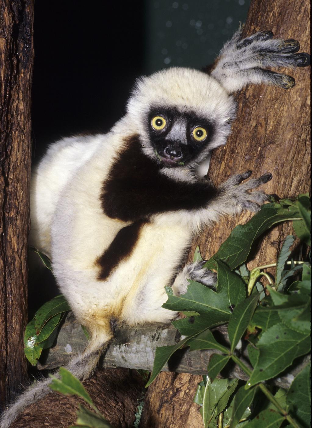 Murió el famoso lémur de Zoboomafoo