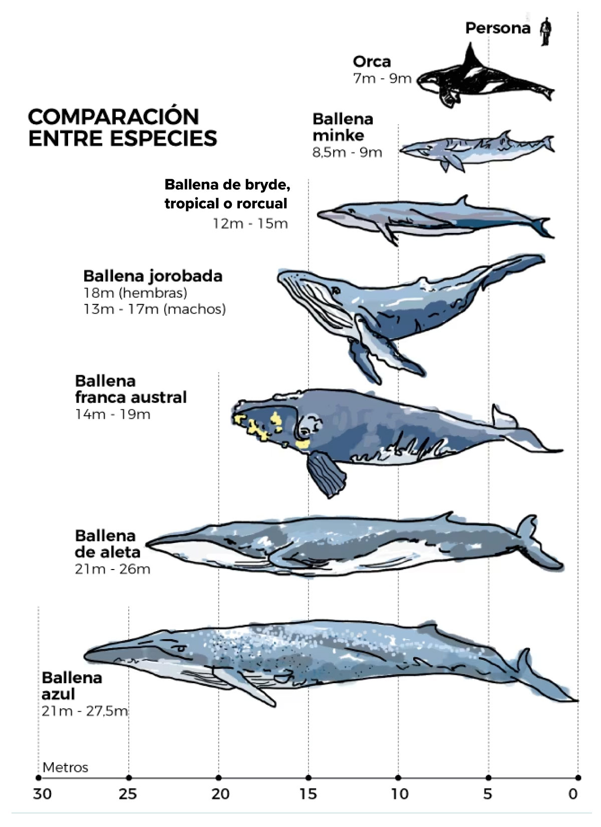 Ballenas de diferentes especies