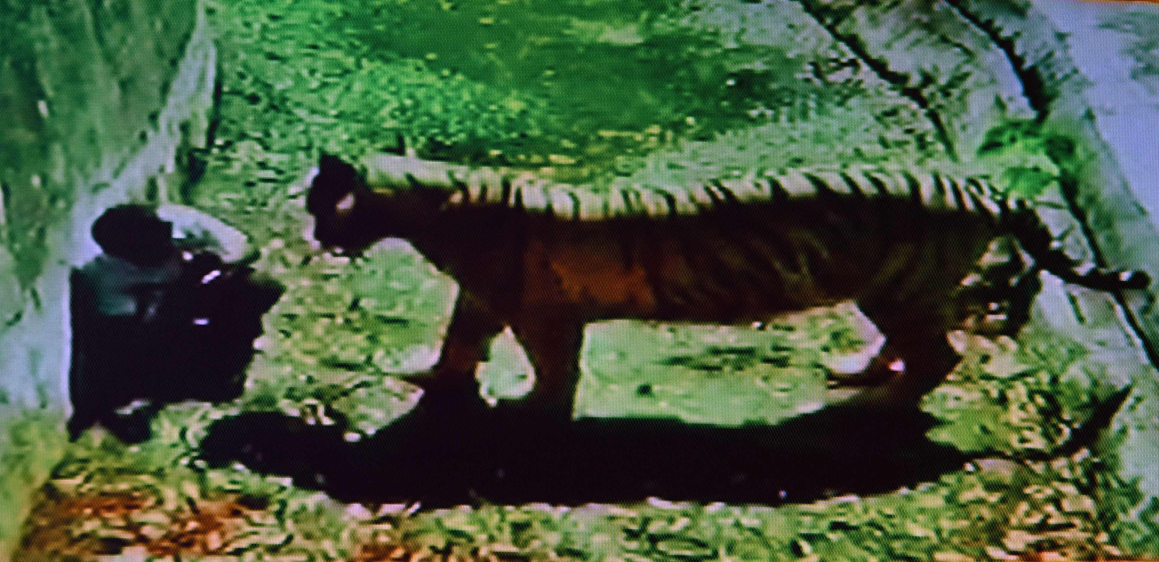 Hombre muere al invadir refugio de un tigre en India