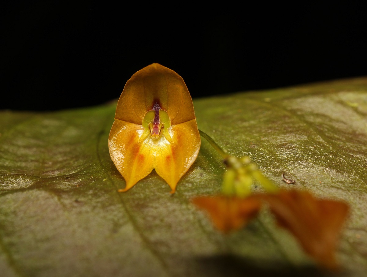 Tulcanensis, una rara especie de orquídea gigante hallada en Ecuador |  Ecología | La Revista | El Universo